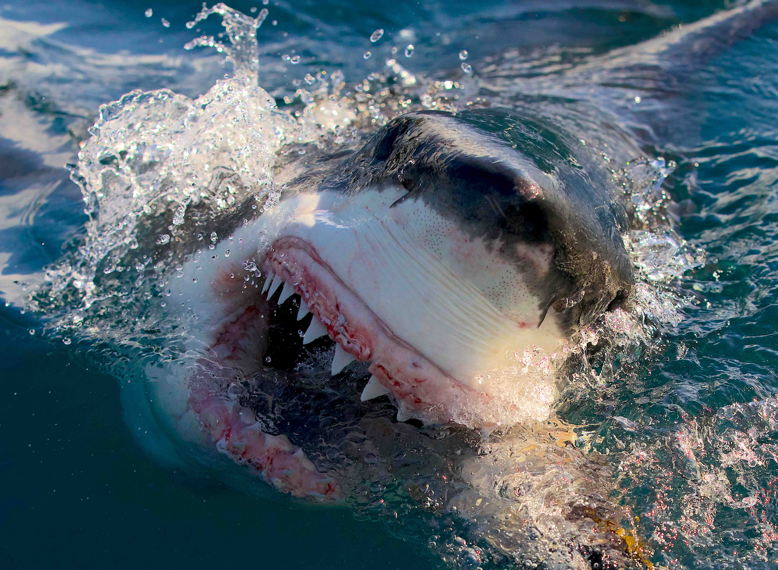 Promotional art for Shark Week on Discovery