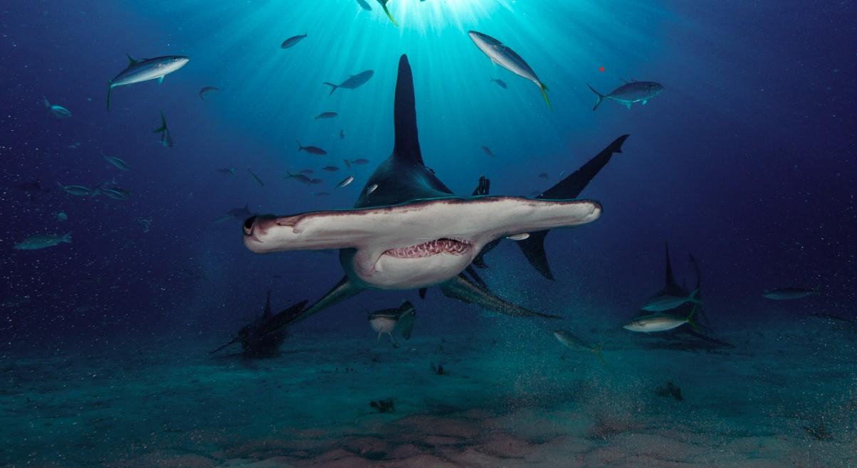 An image of a hammerhead shark