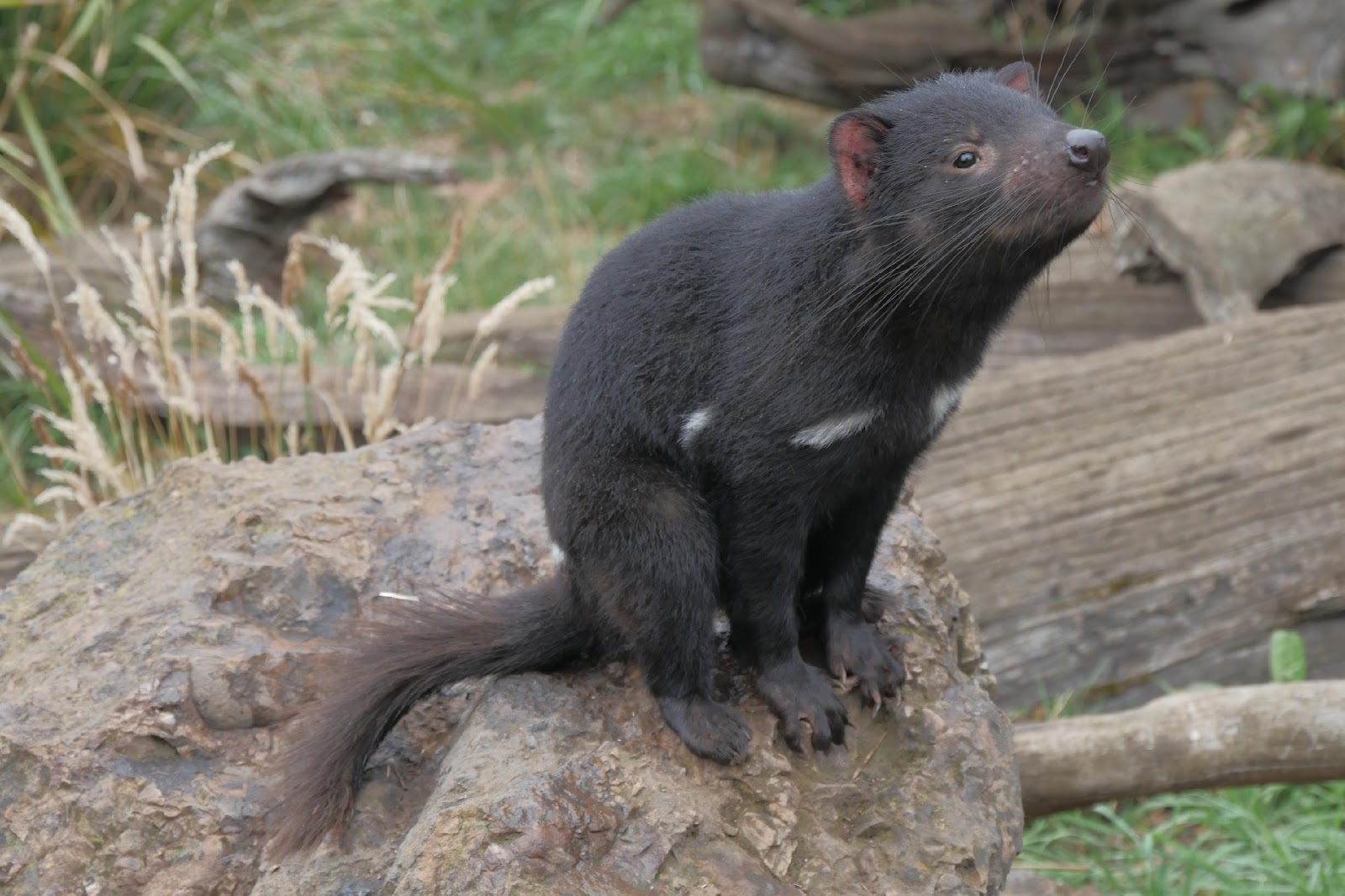 An image of a Tasmanian Devil